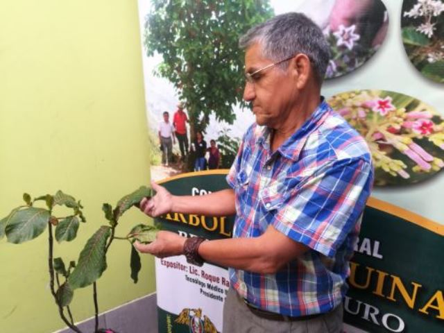 La quina: quieren sembrar en plazas Ã¡rbol medicinal del escudo peruano